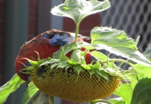 rosella bird eating sunflower seeds