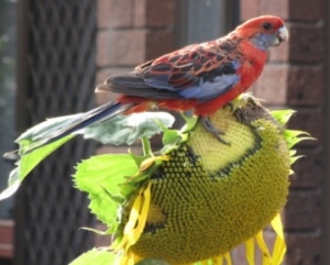 parrot on flower