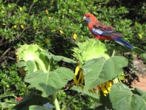 Australian crimson rosella parrots feeding on sunflowers
